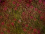 Grass Carpet PowerPoint Templates