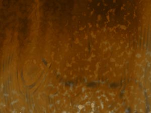 Toasted Treebark Title Content PowerPoint Template