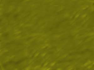 Gushing Meadows Title Content PowerPoint Template