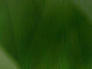 Green Gaze Title Content PowerPoint Template